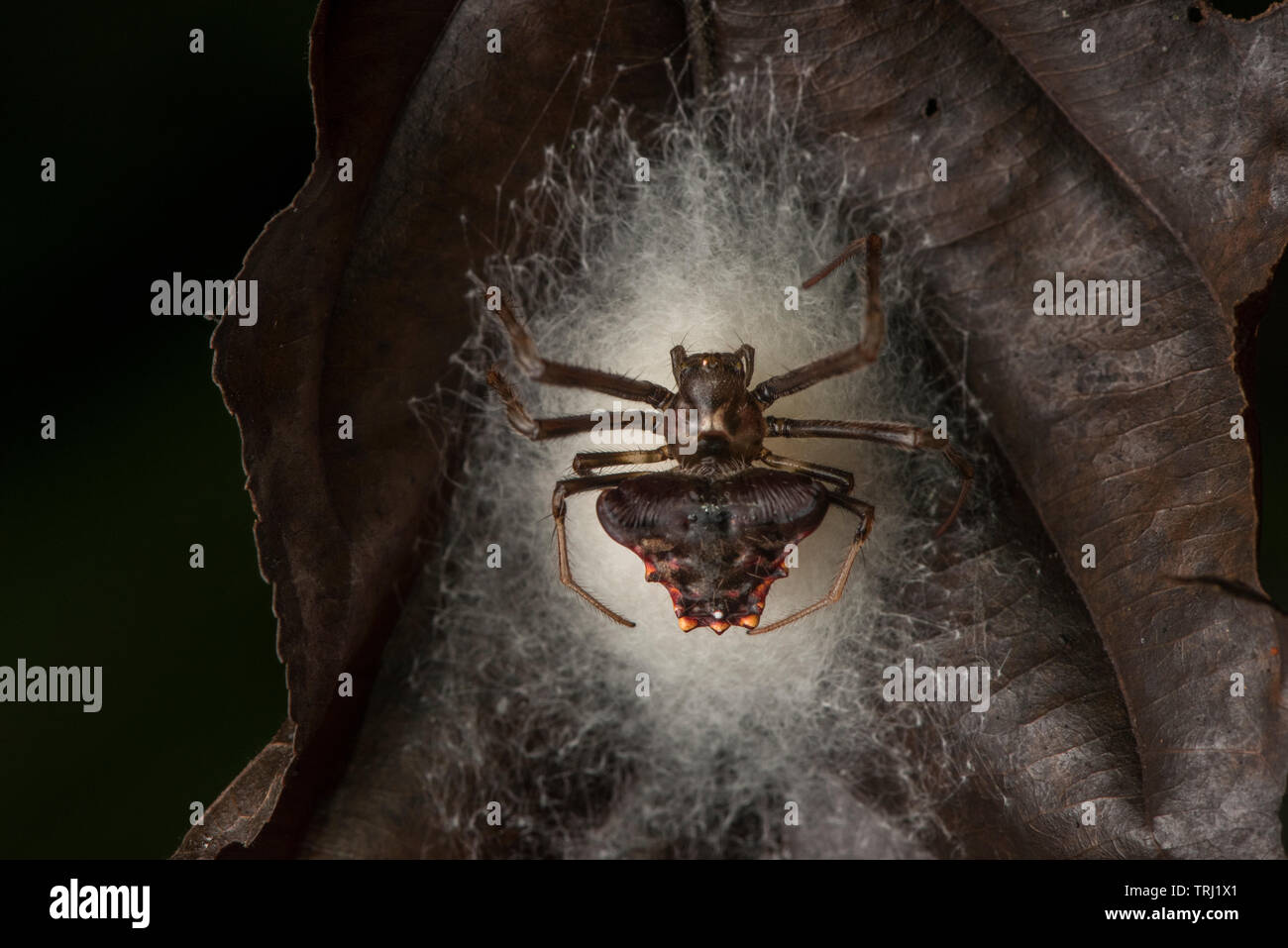 Ein orb Weaver spider Spins sein Ei sac und legt es an die Unterseite einer hängenden Blatt im Urwald des Amazonas in Ecuador. Stockfoto