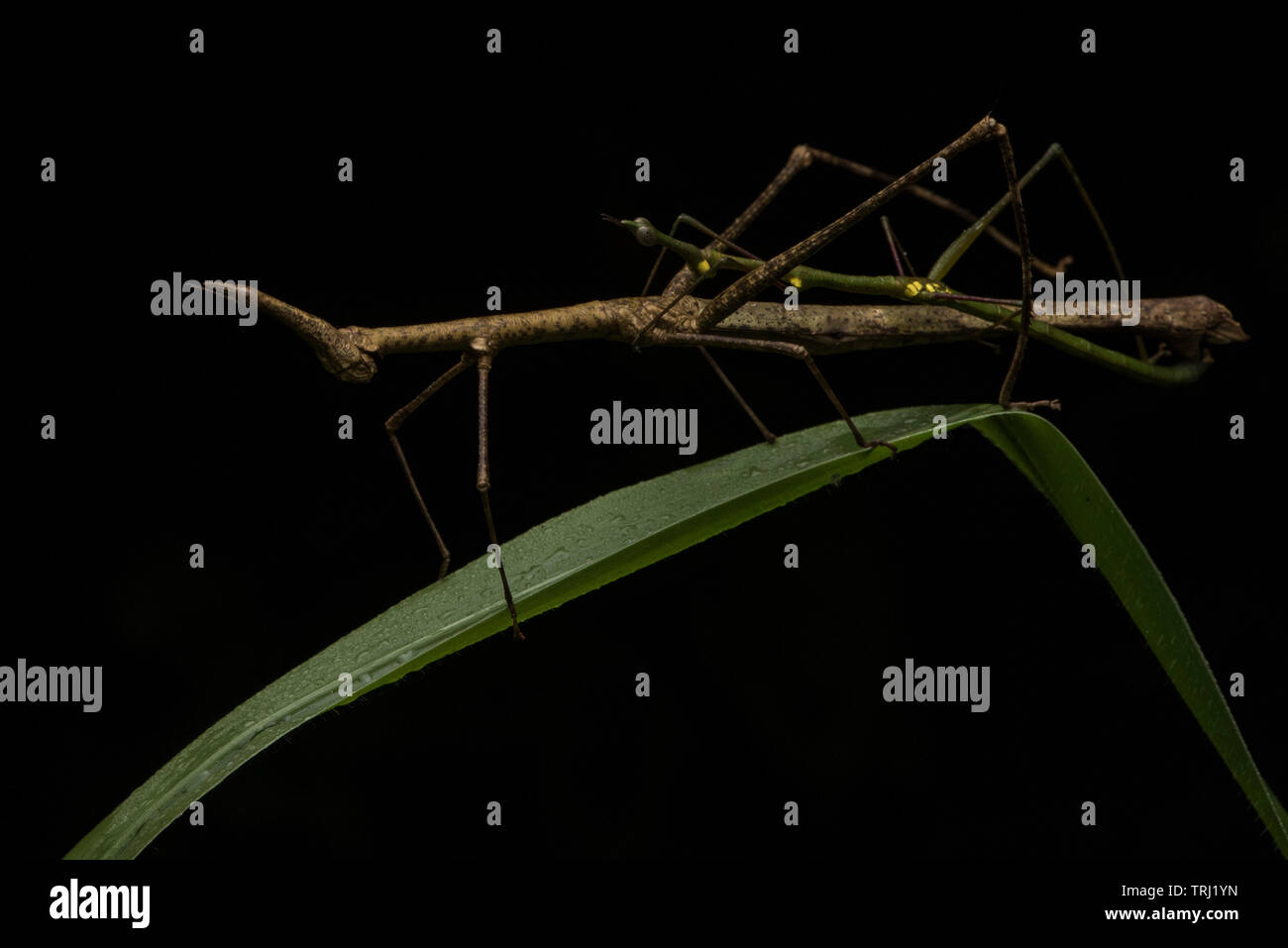 Ein paar Springen sticks Paarung, dies ist eine Art von Heuschrecke, stick Insekten ähneln. Von Yasuni, Ecuador. Stockfoto