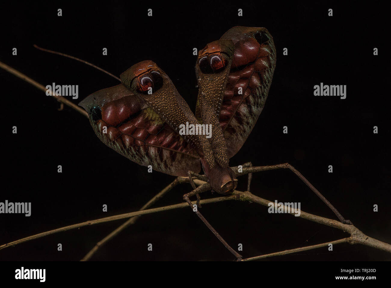 Pterochroza Ocellata, der Pfau katydid öffnet seine Flügel aus den hellen Farben unter, in der Hoffnung sie erschrecken ein Raubtier zu zeigen. Stockfoto Pterochroza Ocellata, der Pfau katydid öffnet seine Flügel aus den hellen Farben unter, in der Hoffnung sie erschrecken ein Raubtier zu zeigen. Stockfoto