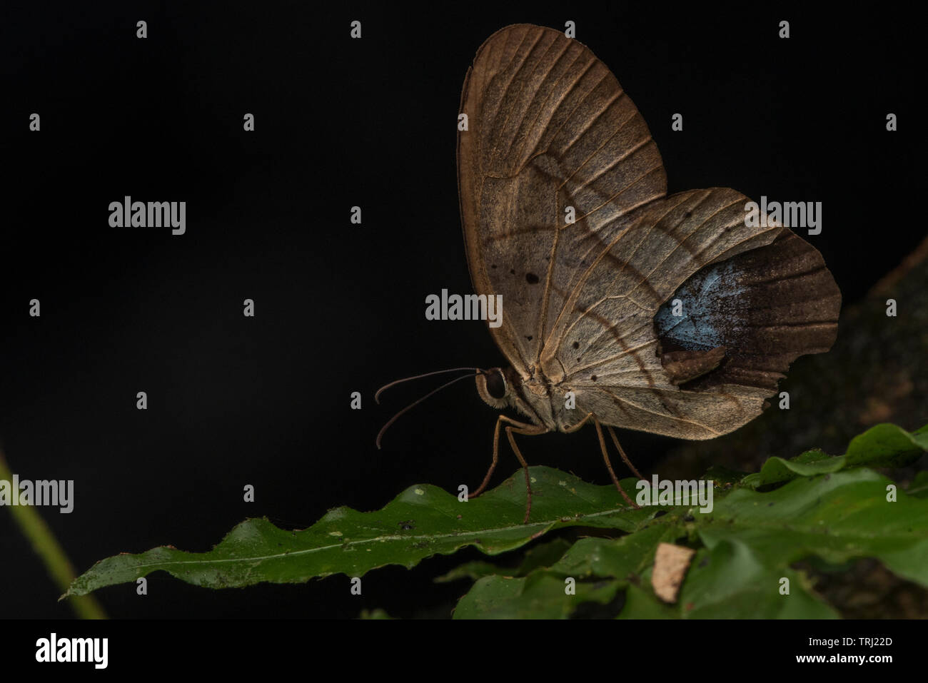 Weiß verjähren Lady Slipper (Pierella hortona) ein Schmetterling aus dem Regenwald des Amazonas, dieses war in Yasuni Nationalpark, Ecuador fotografiert. Stockfoto