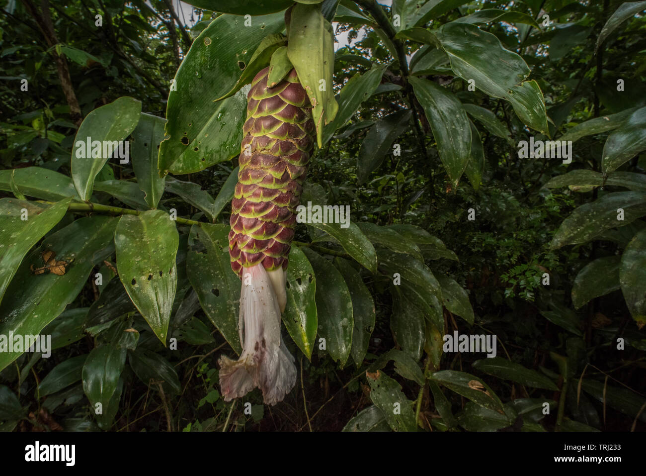 Ein Wild Ginger (Zingiberaceae) wächst in den Amazonas Regenwald von Ecuador. Stockfoto