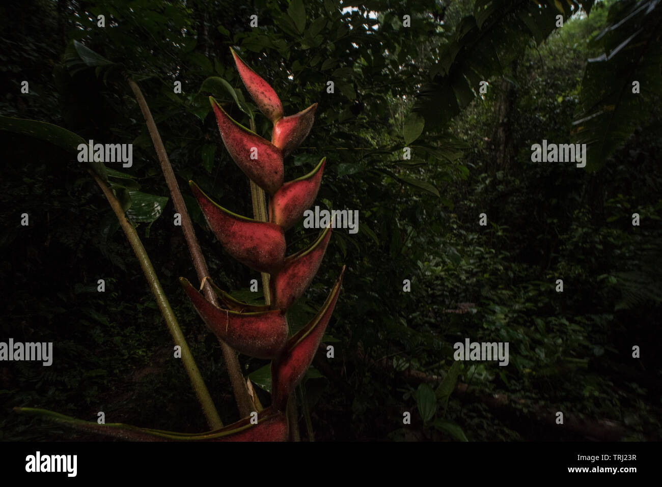 Heliconia Blüte im ecuadorianischen Regenwald des Amazonas, speziell im Dschungel bei Yasuni Nationalpark. Stockfoto