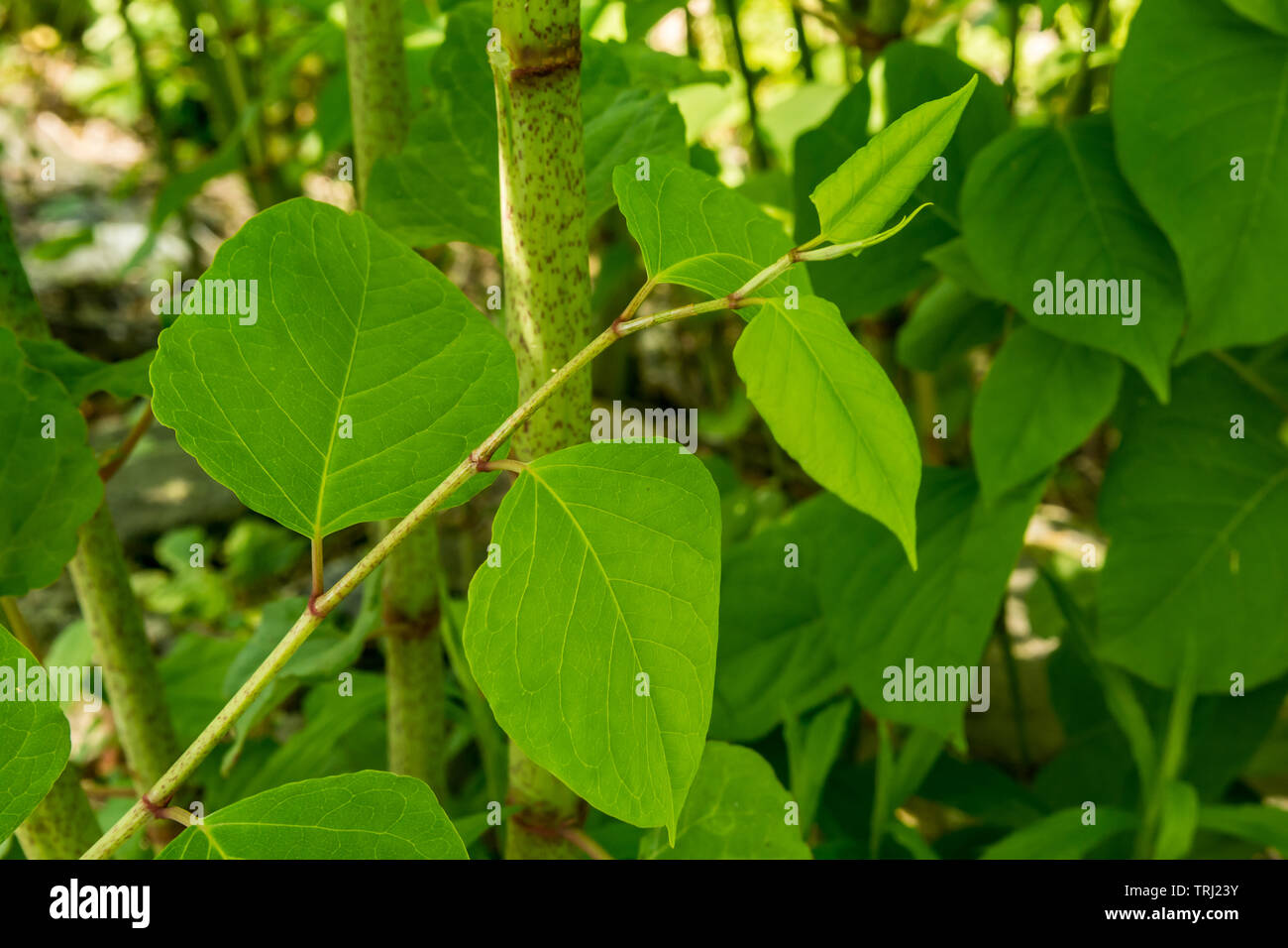 Japanischer Knöterich (Reynoutria japonica) Stockfoto