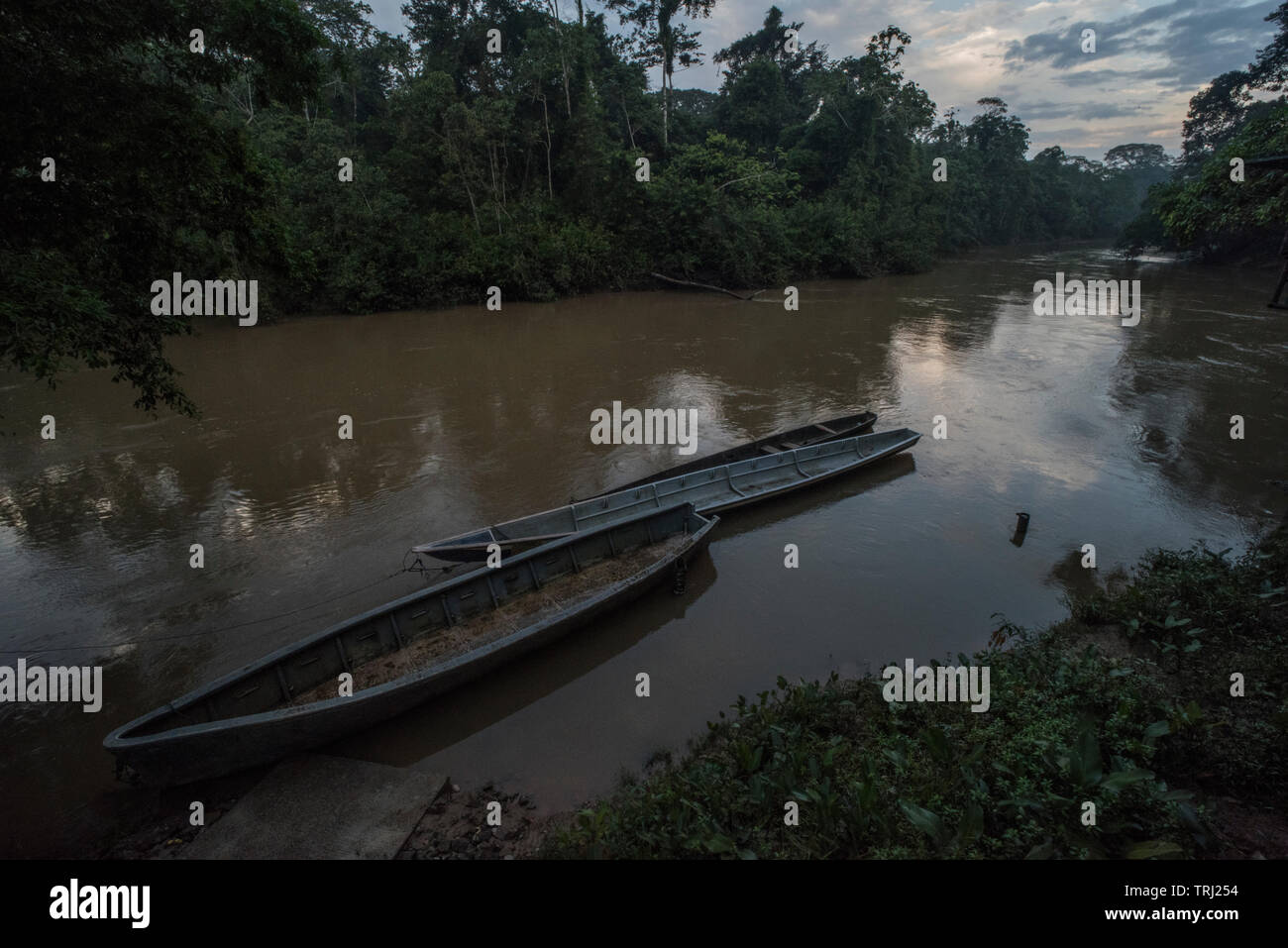 Mehrere Kanus Schwimmer im Wasser Der tiputini Fluss in den Urwald des Amazonas in Ecuador in den späten Nachmittag. Stockfoto