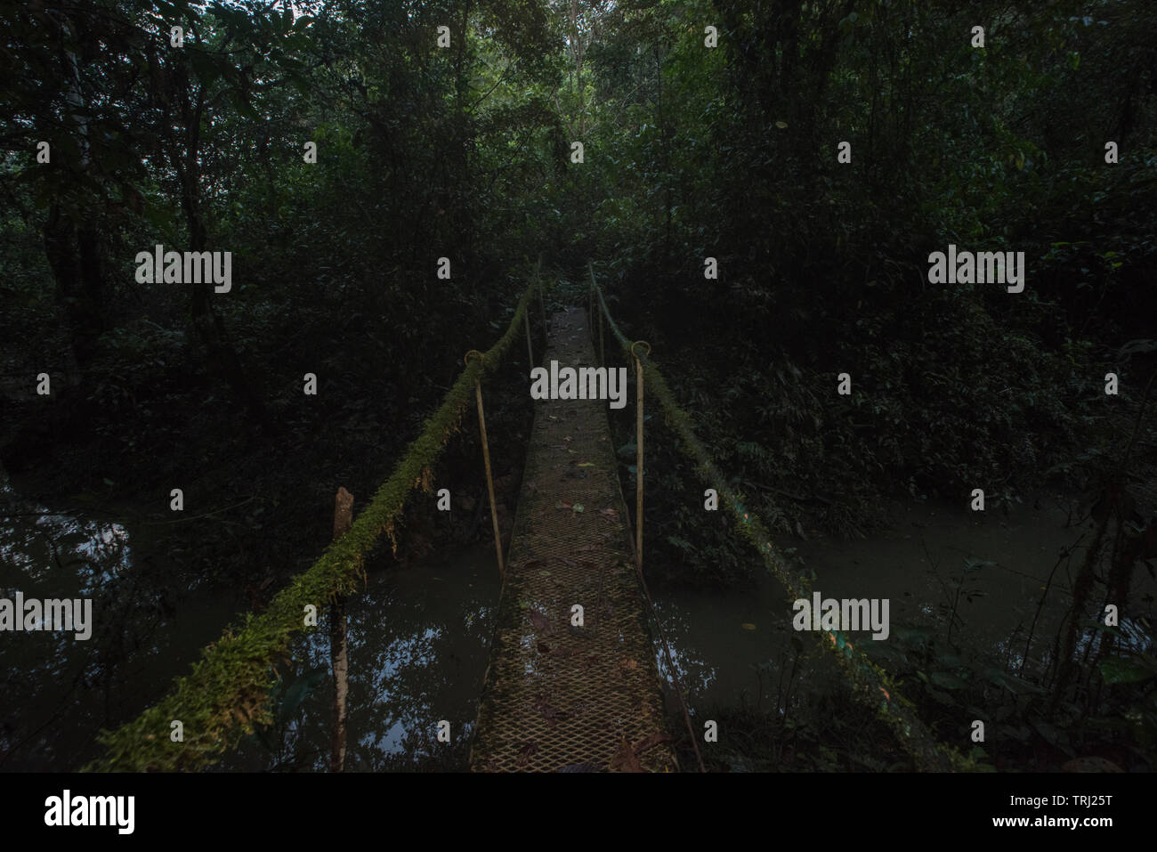 Eine kleine Brücke im Amazonas Regenwald, über einen Kanal, und bedeckt mit Moos und Epiphyten. Stockfoto