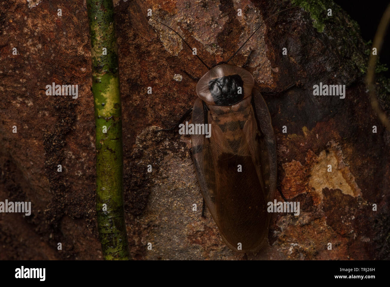 Eine der größten Kakerlake Arten, die treffend benannt, riesige Kakerlake (Madagaskar giganteus) von Yasuni Nationalpark, Ecuador. Stockfoto