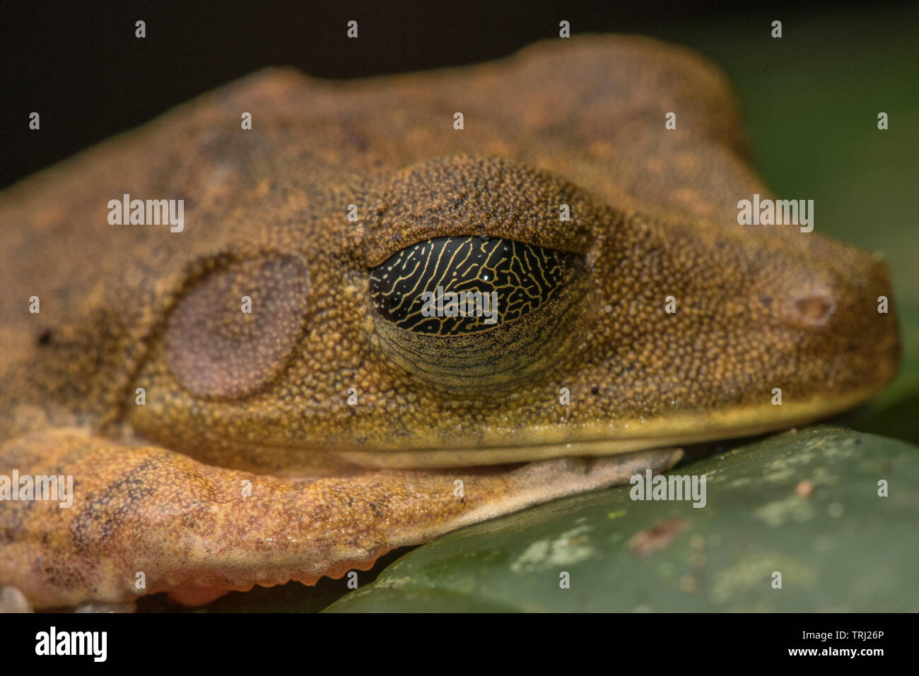 Eine Karte treefrog (Boana geographica) mit geschlossenen Augen weg von der Zeichnung auf dem Augenlid oder nictitating Membran. In Yasuni Nationalpark. Stockfoto