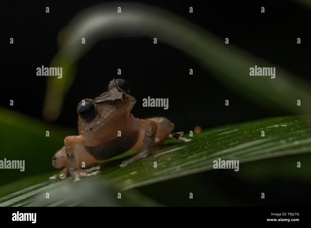 Eine pristimantis regen Frosch aus dem Amazonas Regenwald in Ecuador. Stockfoto