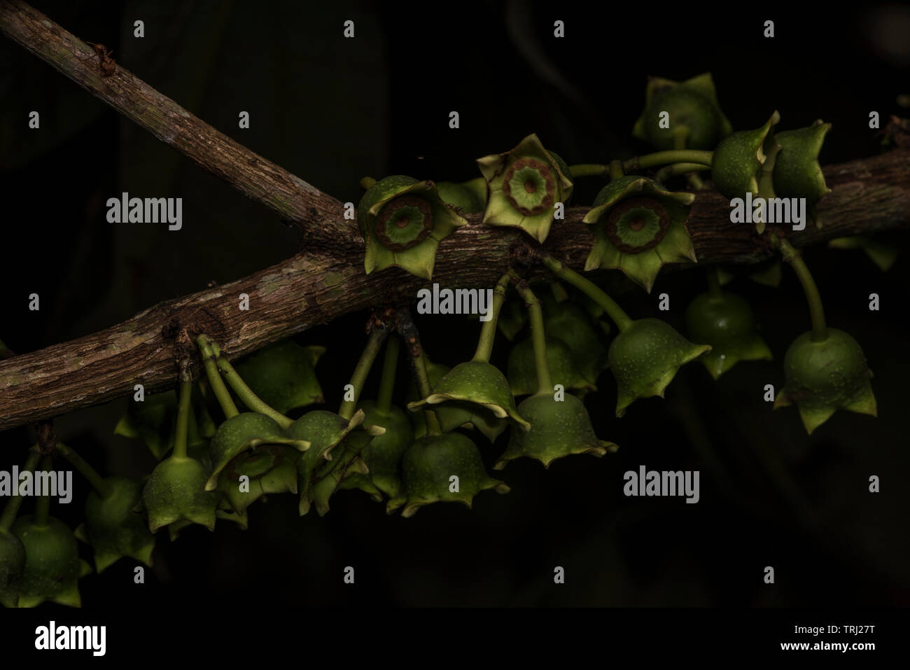 Makro Fotos aus einer ungewöhnlichen blühenden Baum aus dem Amazonas Regenwald in Ecuador. Stockfoto