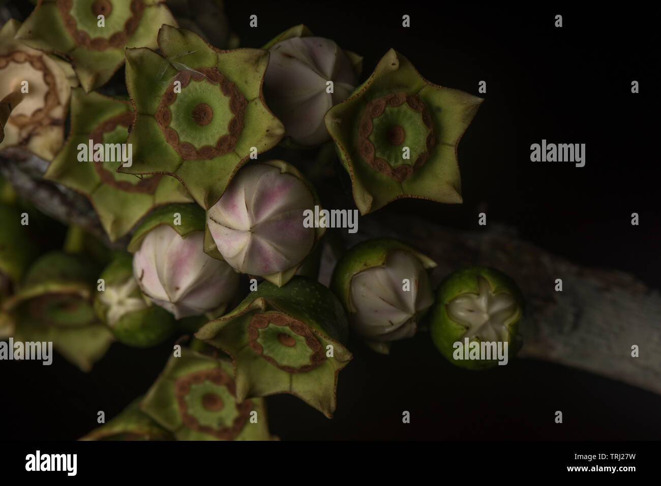Makro Fotos aus einer ungewöhnlichen blühenden Baum aus dem Amazonas Regenwald in Ecuador. Stockfoto
