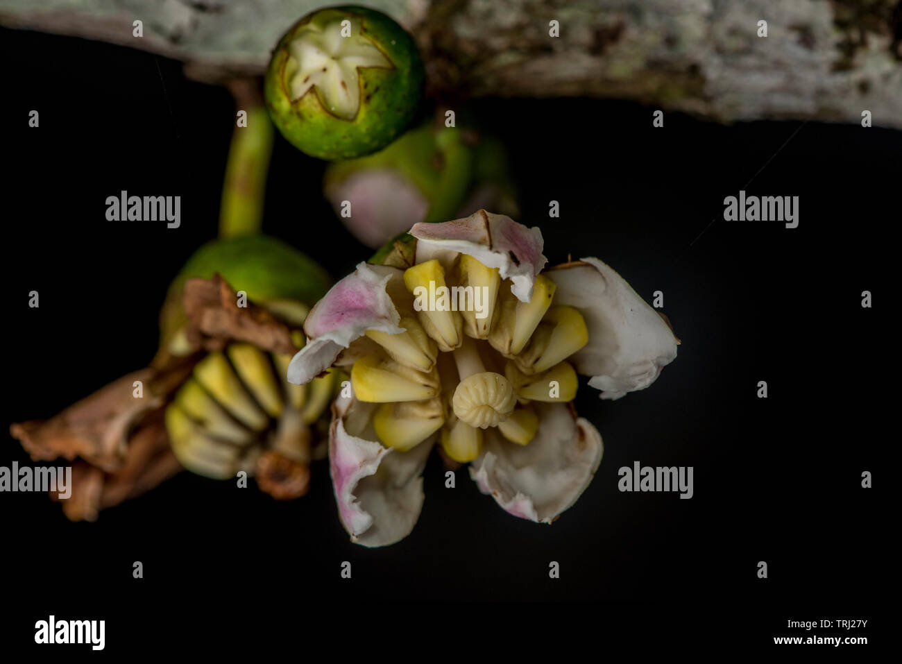 Makro Fotos aus einer ungewöhnlichen blühenden Baum aus dem Amazonas Regenwald in Ecuador. Stockfoto