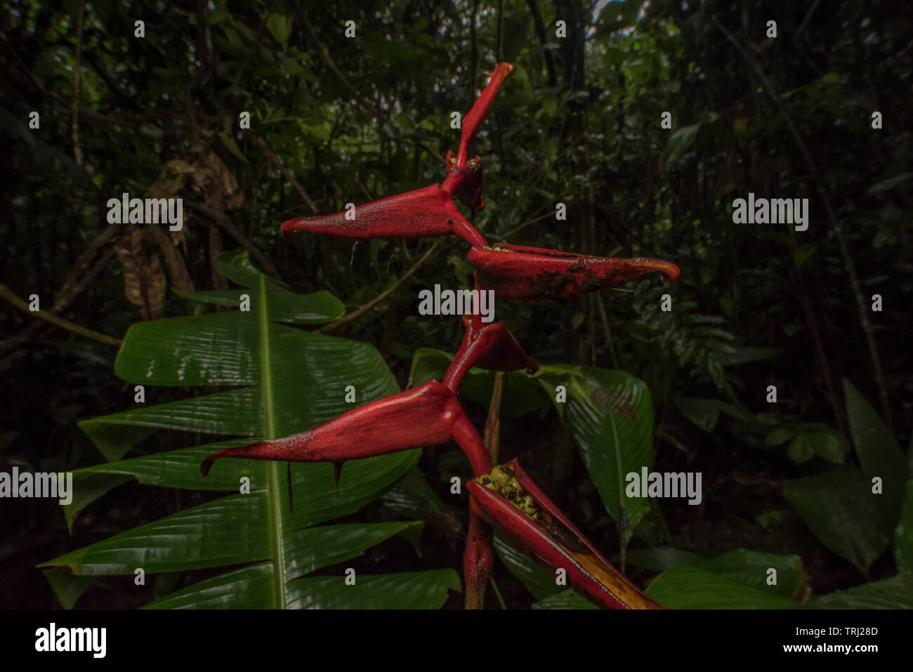 Heliconia Blüte im ecuadorianischen Regenwald des Amazonas, speziell im Dschungel bei Yasuni Nationalpark. Stockfoto