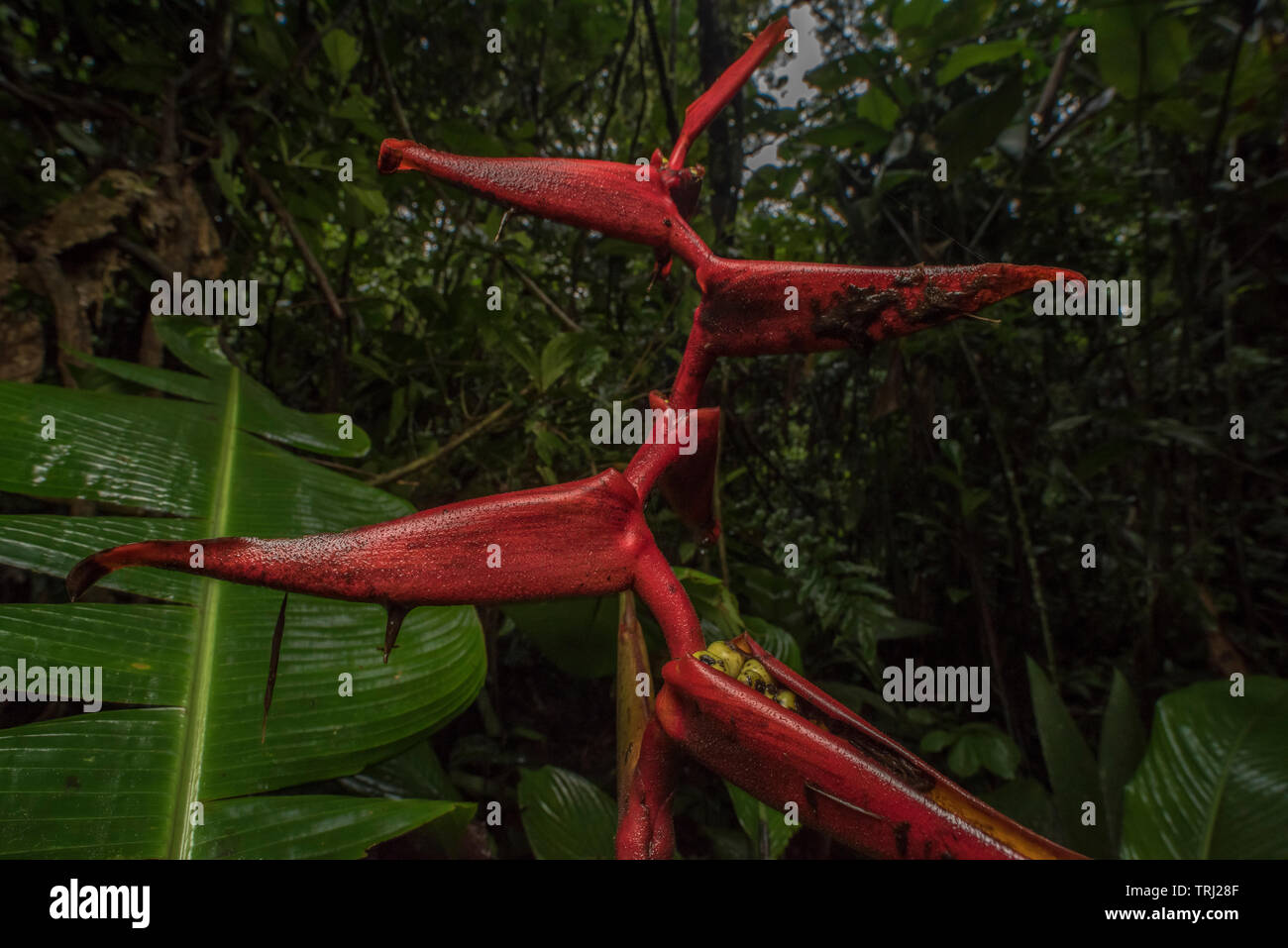 Heliconia Blüte im ecuadorianischen Regenwald des Amazonas, speziell im Dschungel bei Yasuni Nationalpark. Stockfoto