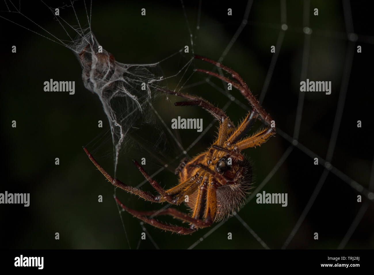 Eine tropische Spinne (orbweaver Eriophora Fuliginea) wickelt seine Beute in ihre Web in Yasuni Nationalpark, Ecuador. Stockfoto