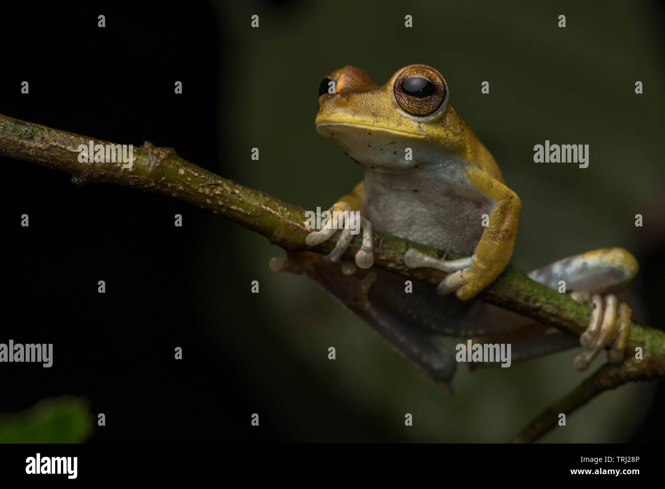 Laubfrosch Amazonas Regenwald Stockfotos und -bilder Kaufen - Alamy