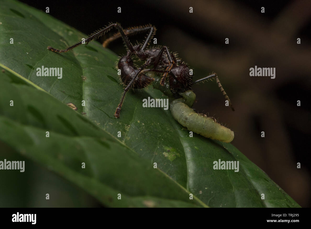 Ein bullet Ant (Paraponera clavata) Angriffe und tötet einen Caterpillar, wird es jetzt wieder in das Nest zu essen. Stockfoto