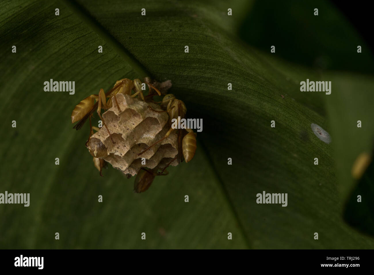 Wespen bauen ein Nest unter einer Palme Wedel in Yasuni Nationalpark, Ecuador. Stockfoto