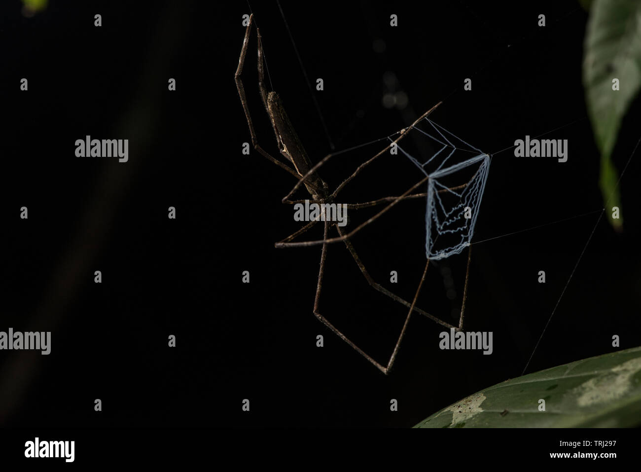 Deinopis, auch als net-casting Spinnen, gladiator Spinnen und Ogre-faced Spinnen auf den Kopf hängen mit ihren Web bereit, Insekten zu fangen. Stockfoto