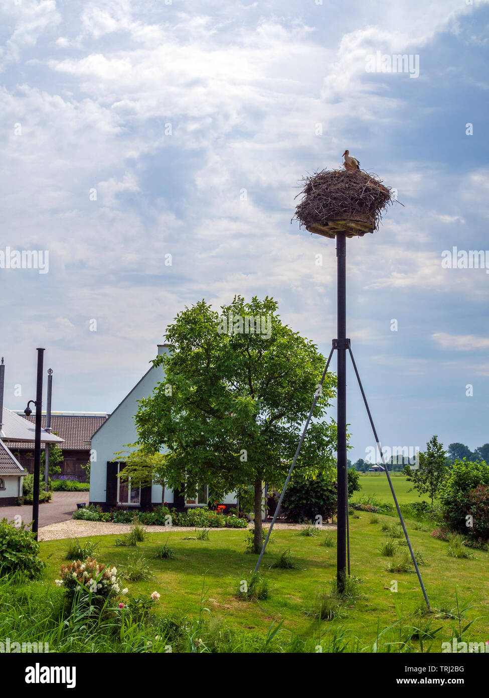 Ein Storch Verschachtelung auf ein Menschen-gemachte Nest im Dorf Vreeland, in den Niederlanden. Stockfoto