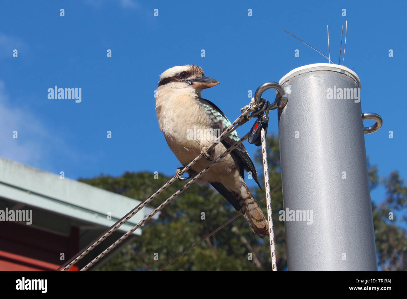 Urban kookaburra Vogel thront auf Metall post Kabelseite Profil Stockfoto