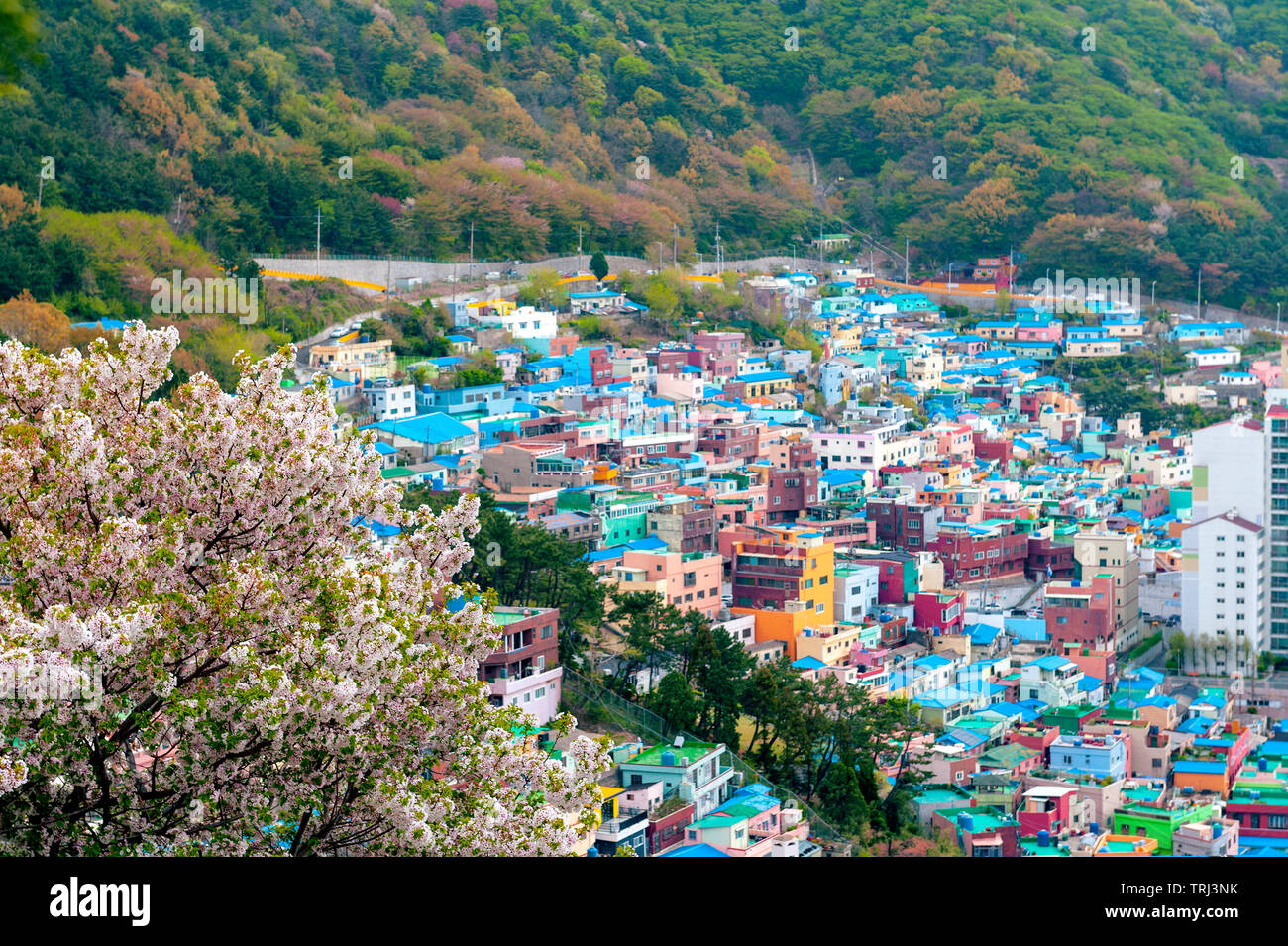 Die malerische Landschaft des Gamcheon Culture Village, farbenfroh und künstlerischen touristische Attraktion mit hell gestrichenen Häuser am Hang von Busan, Südkorea Stockfoto