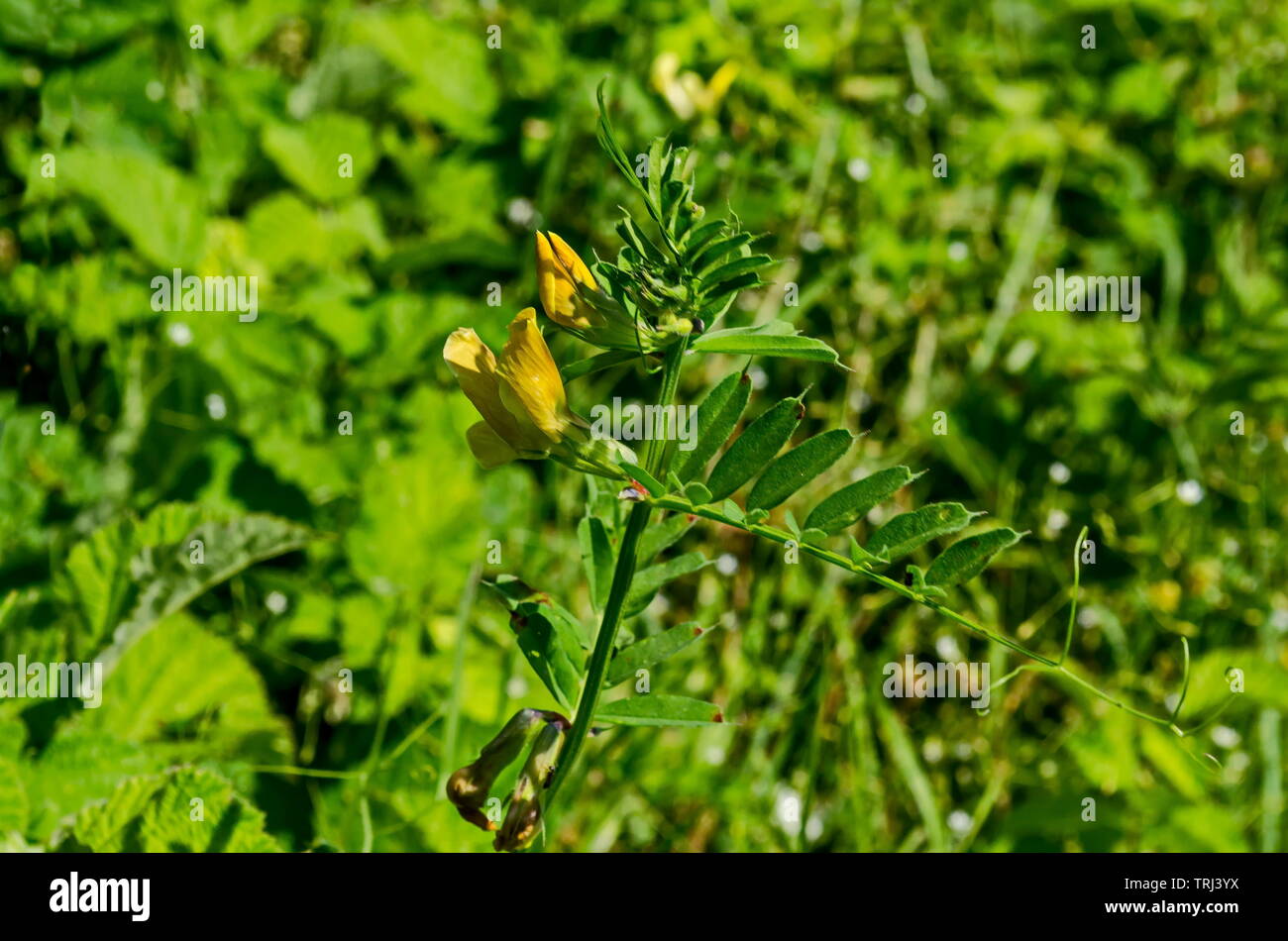 Blick auf einem Cluster von gelben Krone vetch, Vicia sativa oder coronilla Varia wildflower auf der Wiese, Lozen Berg, Bulgarien Stockfoto