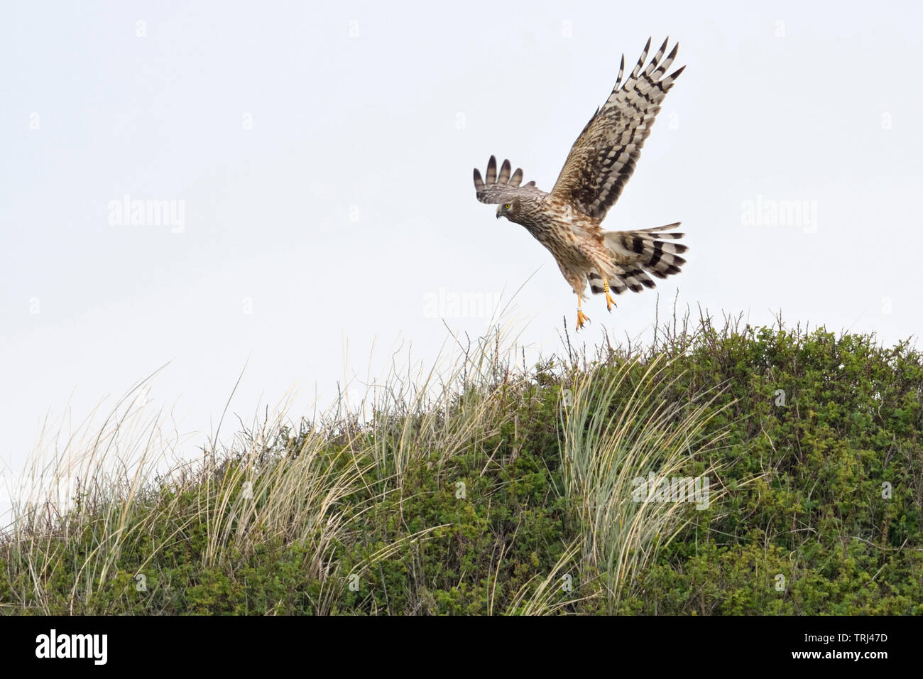 Kornweihe/Kornweihe (Circus cyaneus), erwachsene Frau im Flug, der von der Spitze einer Düne gestreckten Flügeln, Wildlife, Europa. Stockfoto