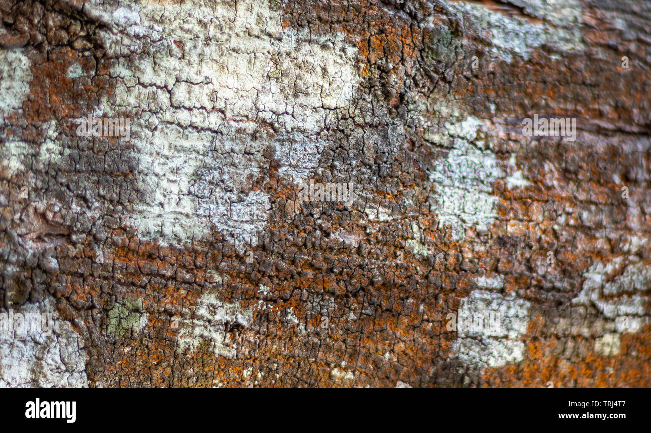 Baum Haut Farbe Muster. Holz Kunst von der Natur durch lange Belichtung in unterschiedlichen Wetterbedingungen. Stockfoto