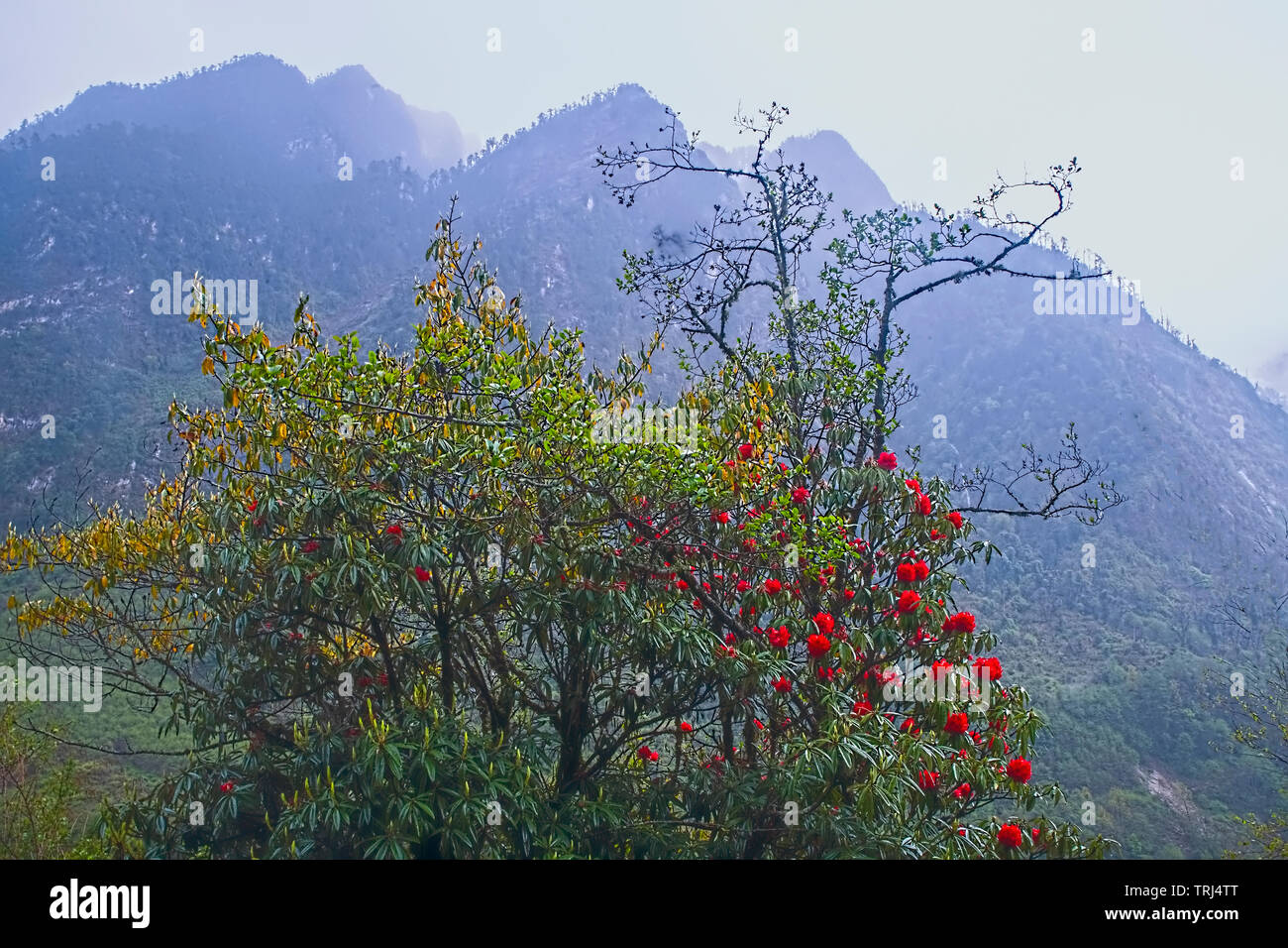 Anreise, Frühling, blühen, von, Rot, Rhododendron, Lachung Tal,Sikkim, Indien. Stockfoto