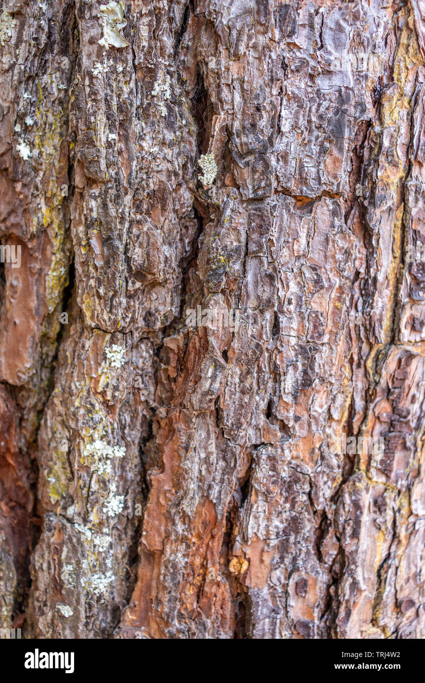 Baum Haut Muster mit Details. Holz Kunst von der Natur durch lange Belichtung in verschiedenen Wetter Stockfoto