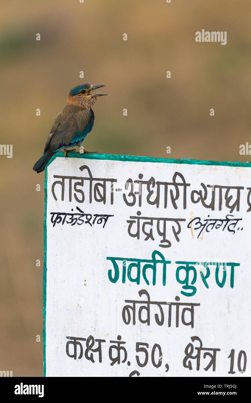 Indische Roller sittingon ein Schild am Andhari Tadoba Tiger Reserve, Indien Stockfoto