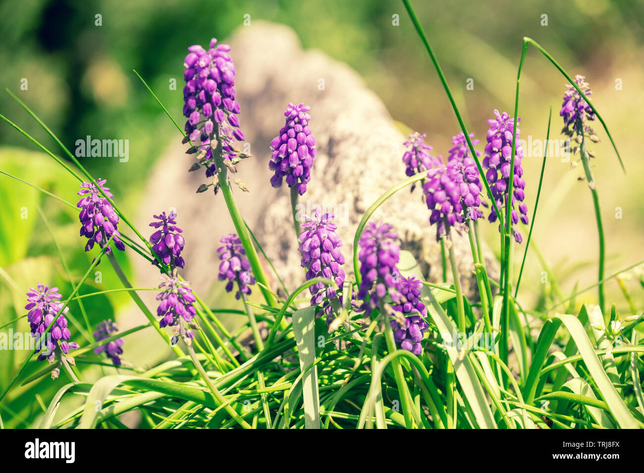 Hyazinthe im Frühjahr Garten. Natur Hintergrund Stockfoto