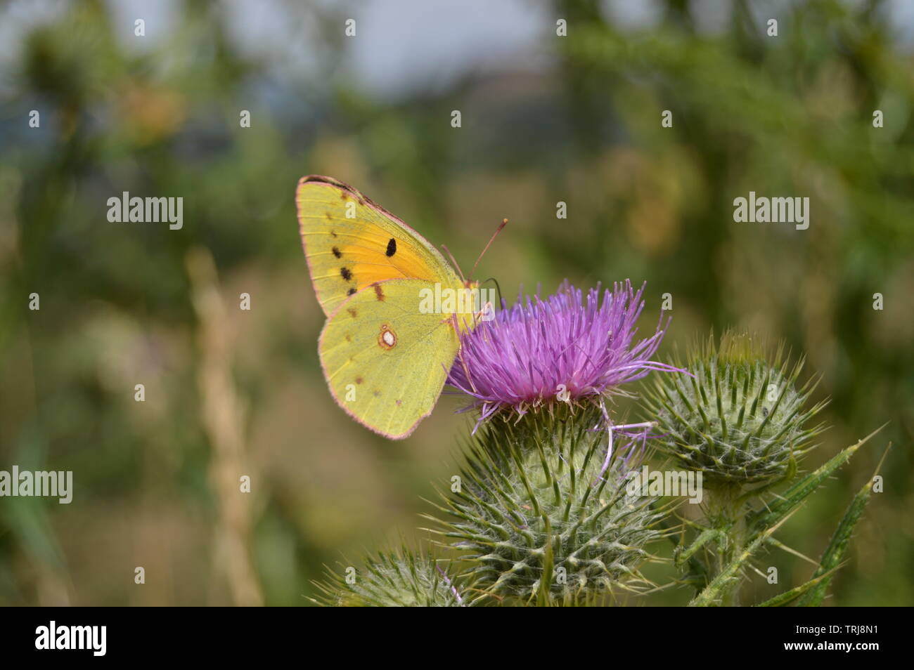 Portrait von gelben Schmetterling auf Lila Blume in den Bergen von Galizien. Zaun der Täler. Kiefernwälder. Wiesen und Wälder von Eukalyptus in Reb Stockfoto