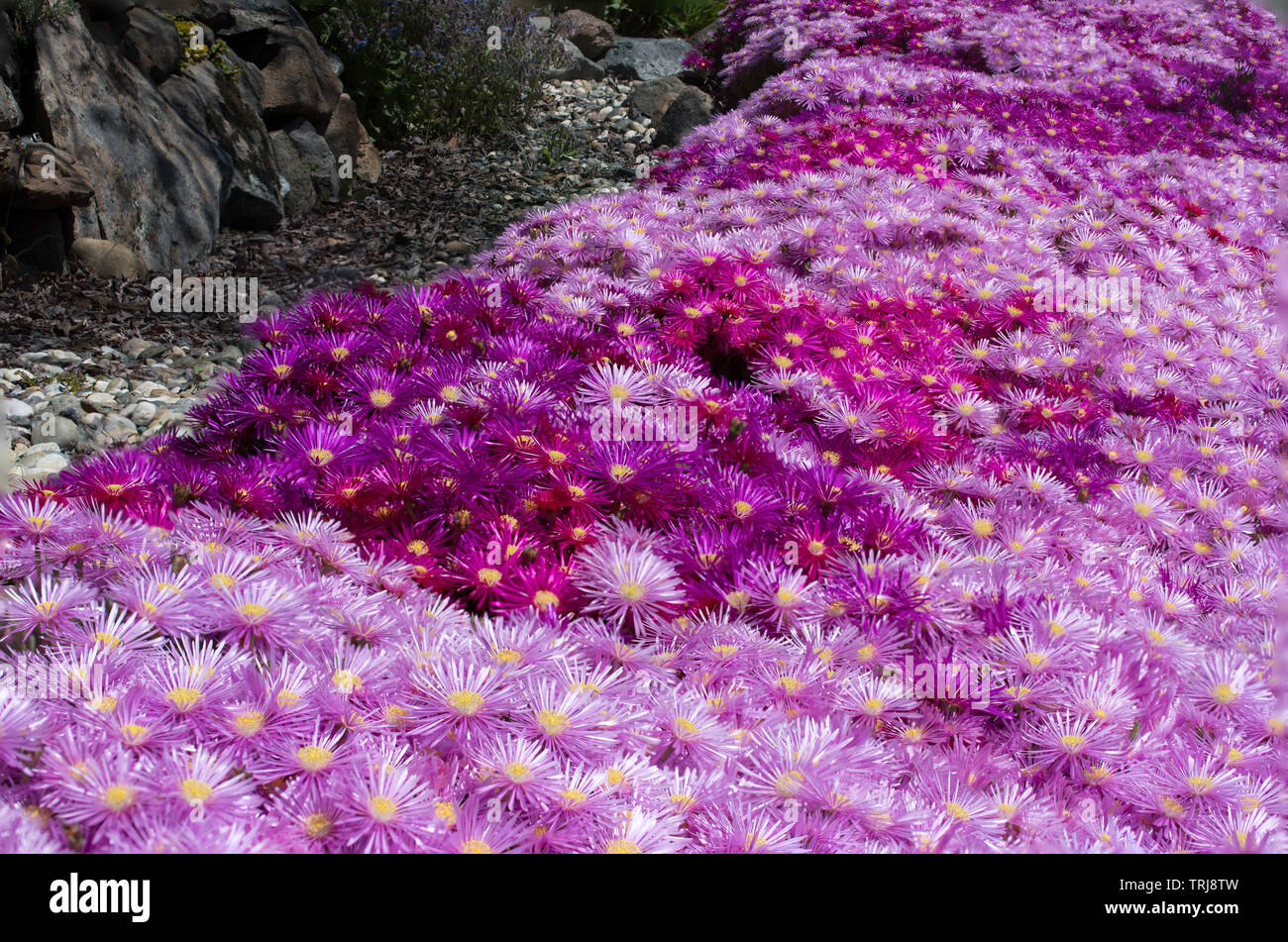 Eine Explosion aus schimmerndem Fuchsia-rosa Blüten wachsen an der Seite eines kleinen kurvenreichen Pass. Stockfoto