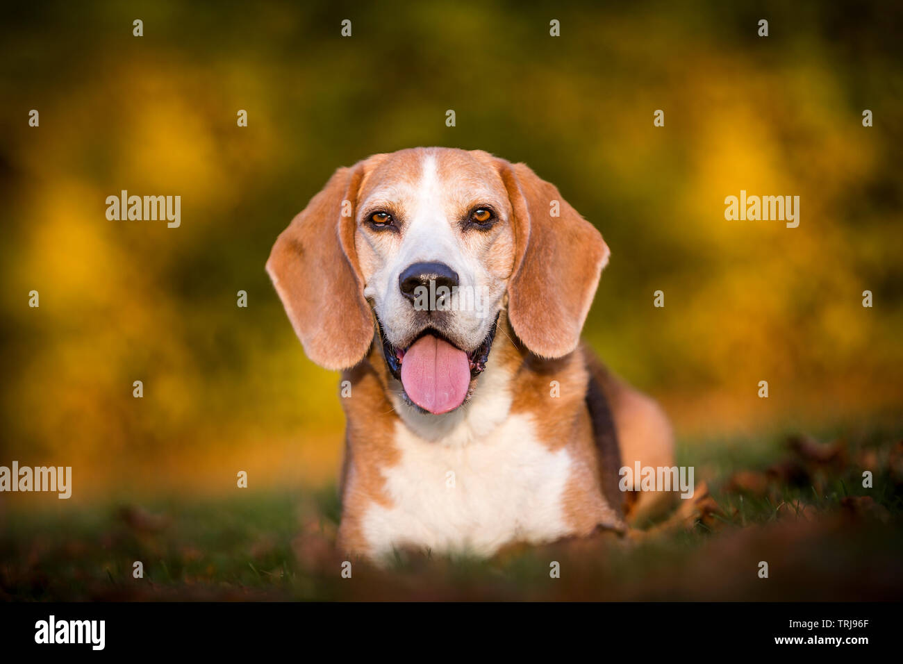 Porträt eines beagle Hund im herbstlichen Licht Stockfoto