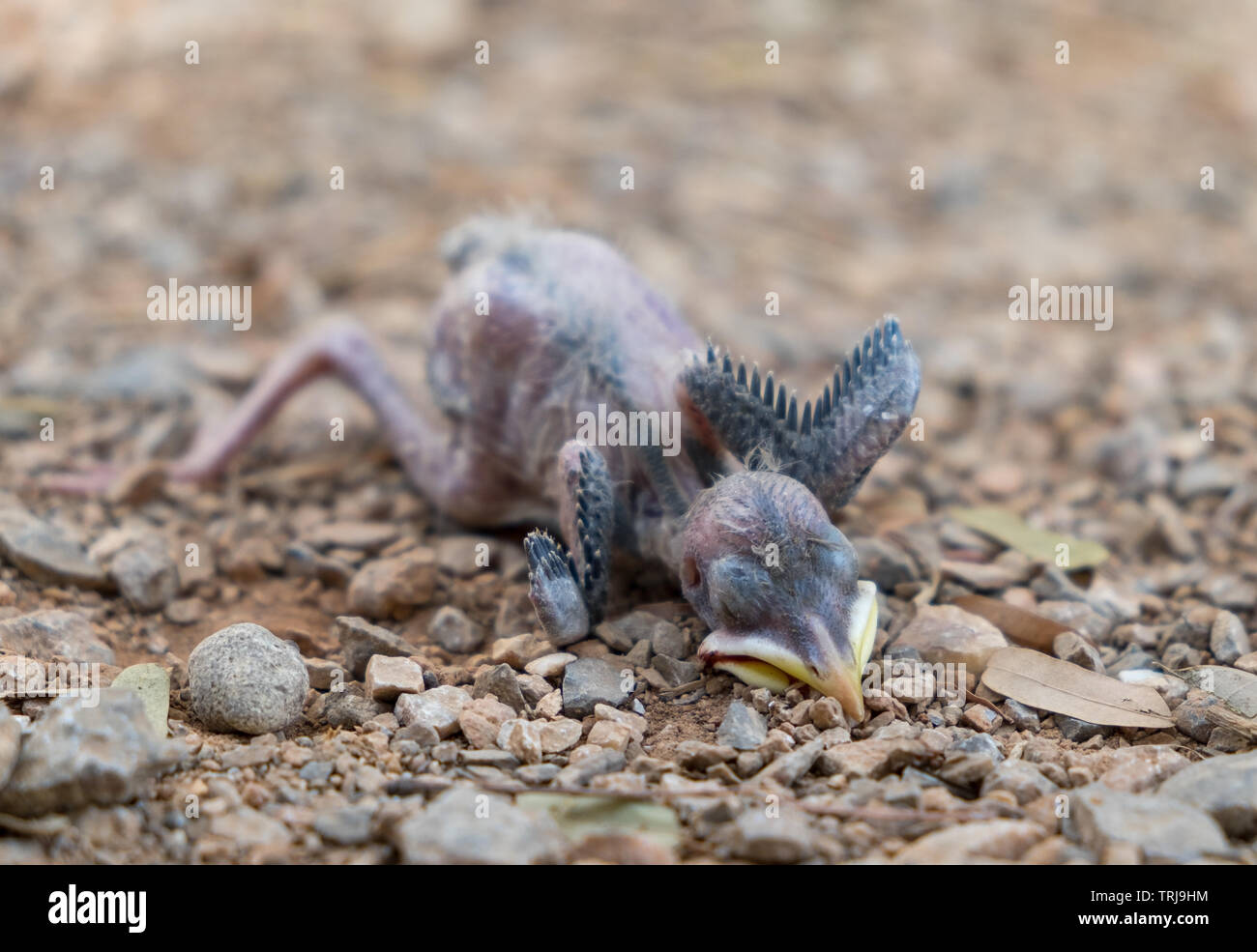 Klappe, squab, jungen Vogel, Schlafen sterben fallen vom Baum Stockfoto