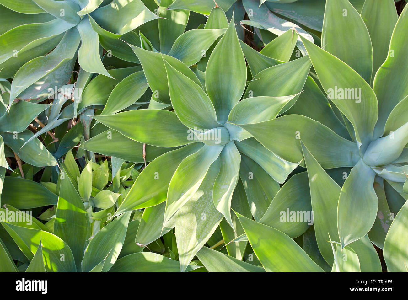 Aloe, sukkulenten Pflanzen Textur Hintergrund im Sonnenlicht Stockfoto