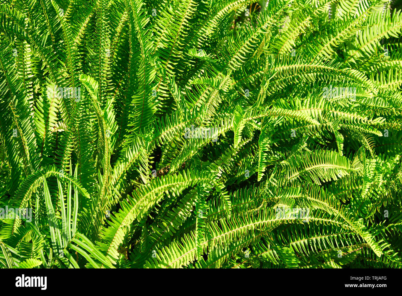 Grünen Farnblätter Textur Hintergrund in einem sonnigen Sommertag Stockfoto
