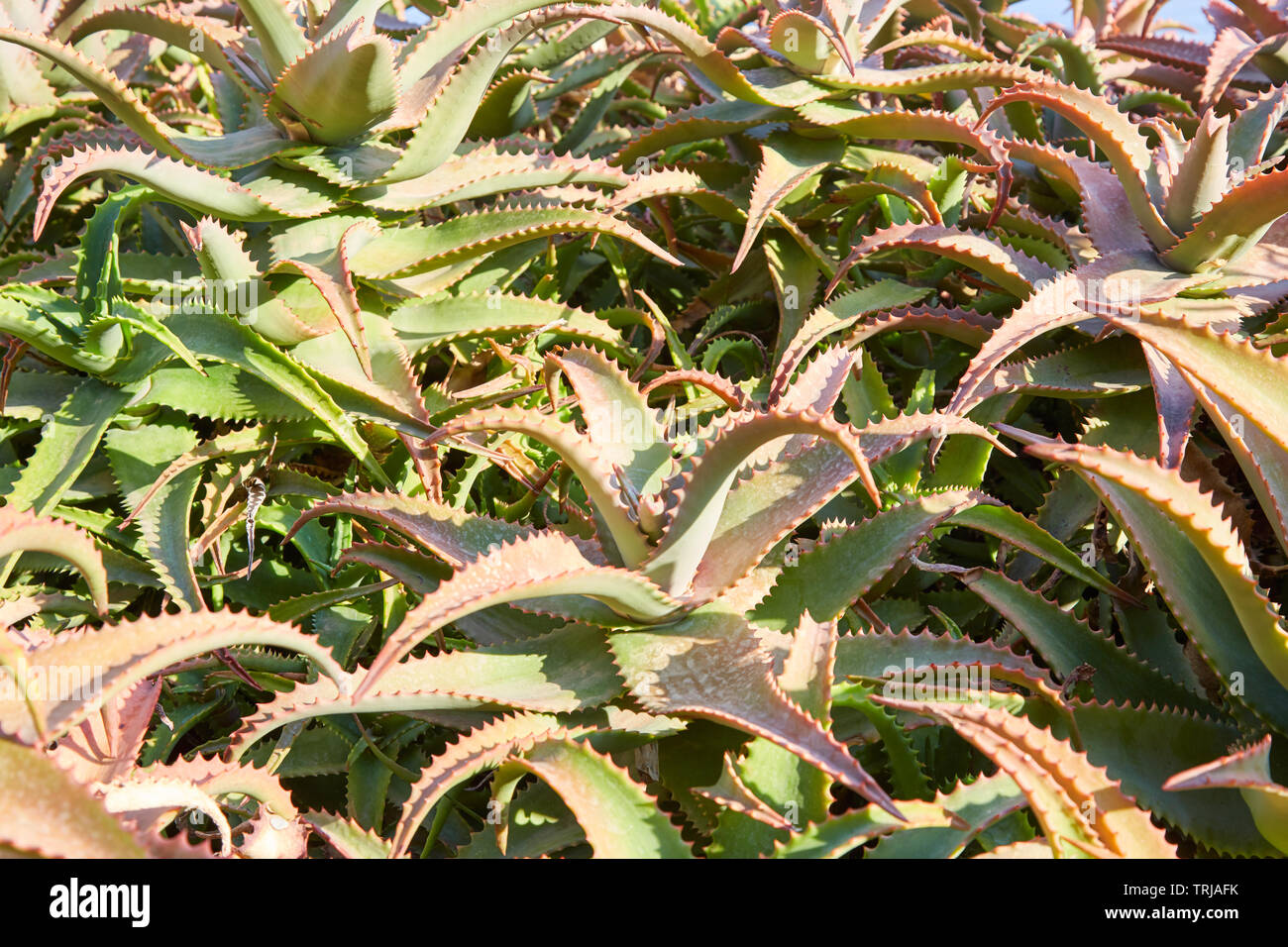 Aloe vera, sukkulenten Pflanzen Textur Hintergrund im Sonnenlicht Stockfoto