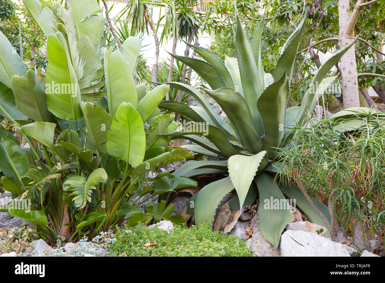 MONTE CARLO, MONACO - 20. AUGUST 2016: Der exotische Garten, grossen tropischen Pflanzen in einem Sommertag in Monte Carlo, Monaco. Stockfoto