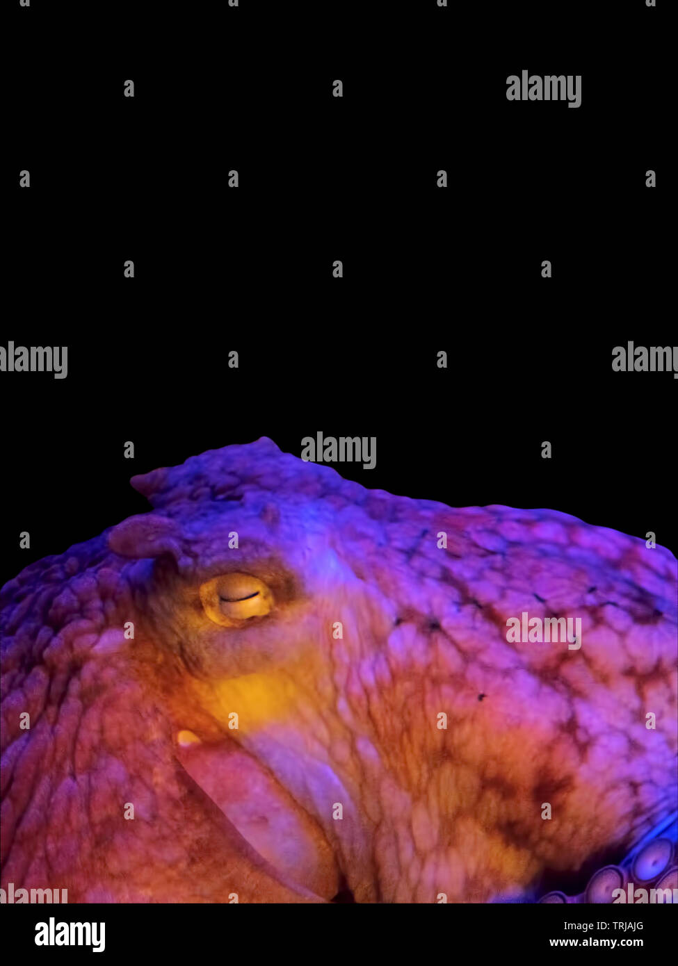 Closeup bunte Pazifischer Oktopus isoliert auf schwarzem Hintergrund Stockfoto