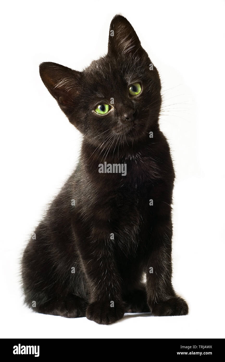 Adorable neugierige schwarze Katze auf einem weißen Hintergrund. Stockfoto