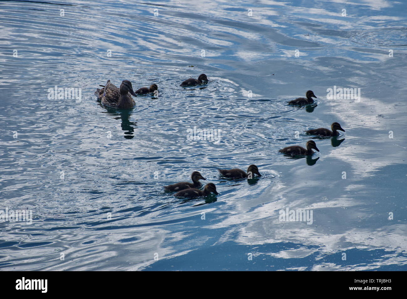 Ente Familie schwimmen im Wasser Stockfoto
