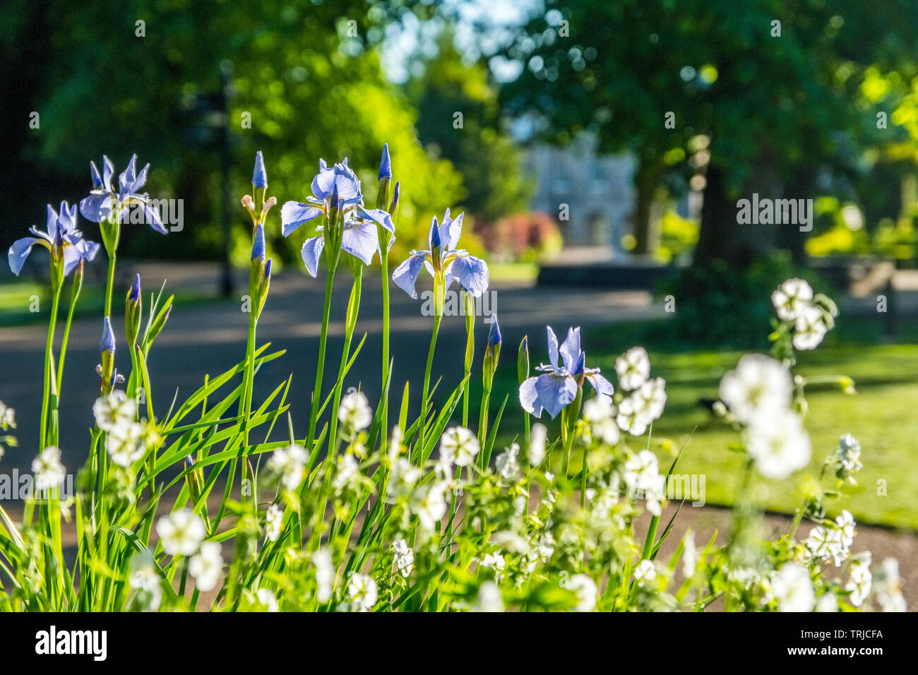 Blue Iris in der Pavilion Gardens, ein Park in der Kurstadt Buxton, Derbyshire, UK Stockfoto