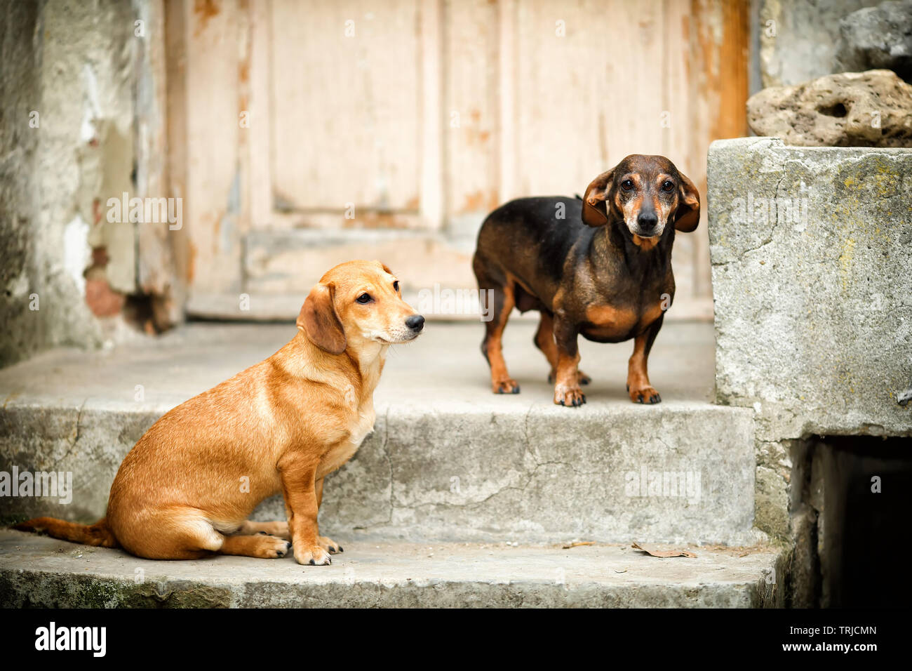 Zwei süße und traurige kleine Hunde auf der Treppe vor dem abreißen, verlassenen Haus, immer noch in der Hoffnung, dass ihre Ex-Besitzer für sie zurückkommen Stockfoto