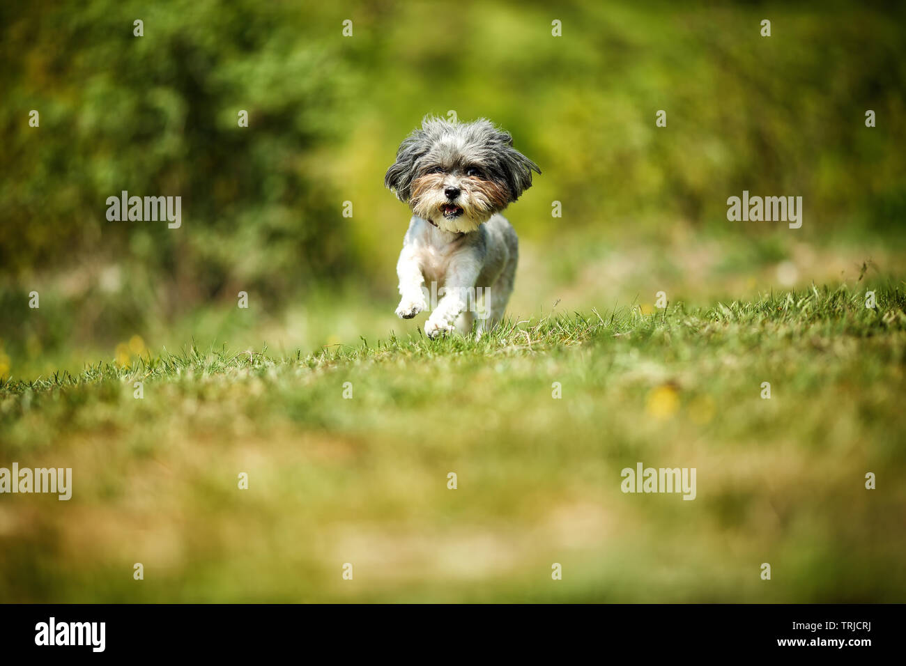 Adorable und glücklich Bichon Havaneser Hund mit Sommer Haarschnitt, die durch eine schöne, grüne Clearing an einem sonnigen Tag Stockfoto