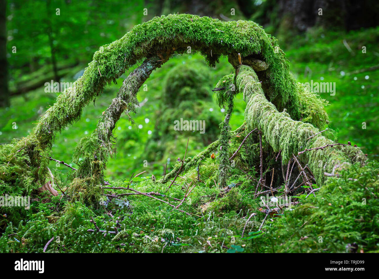 Schließen Sie herauf Bild von Arch aus Zweigen mit Moos auf Waldboden. Schöne Szene in unberührten Schottischen Wäldern. Natur details. Reinheit. Stockfoto