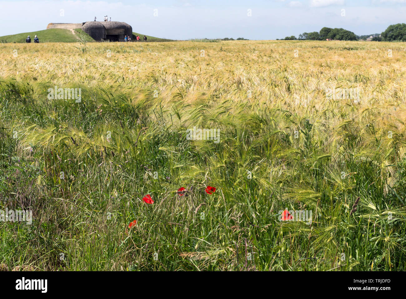 Mohn in einem Feld von Windblown Weizen vor der Longues-sur-Mer Gun Batterie westlich von Arromanches-les-Bains, Normandie Küste, Frankreich, EU Stockfoto