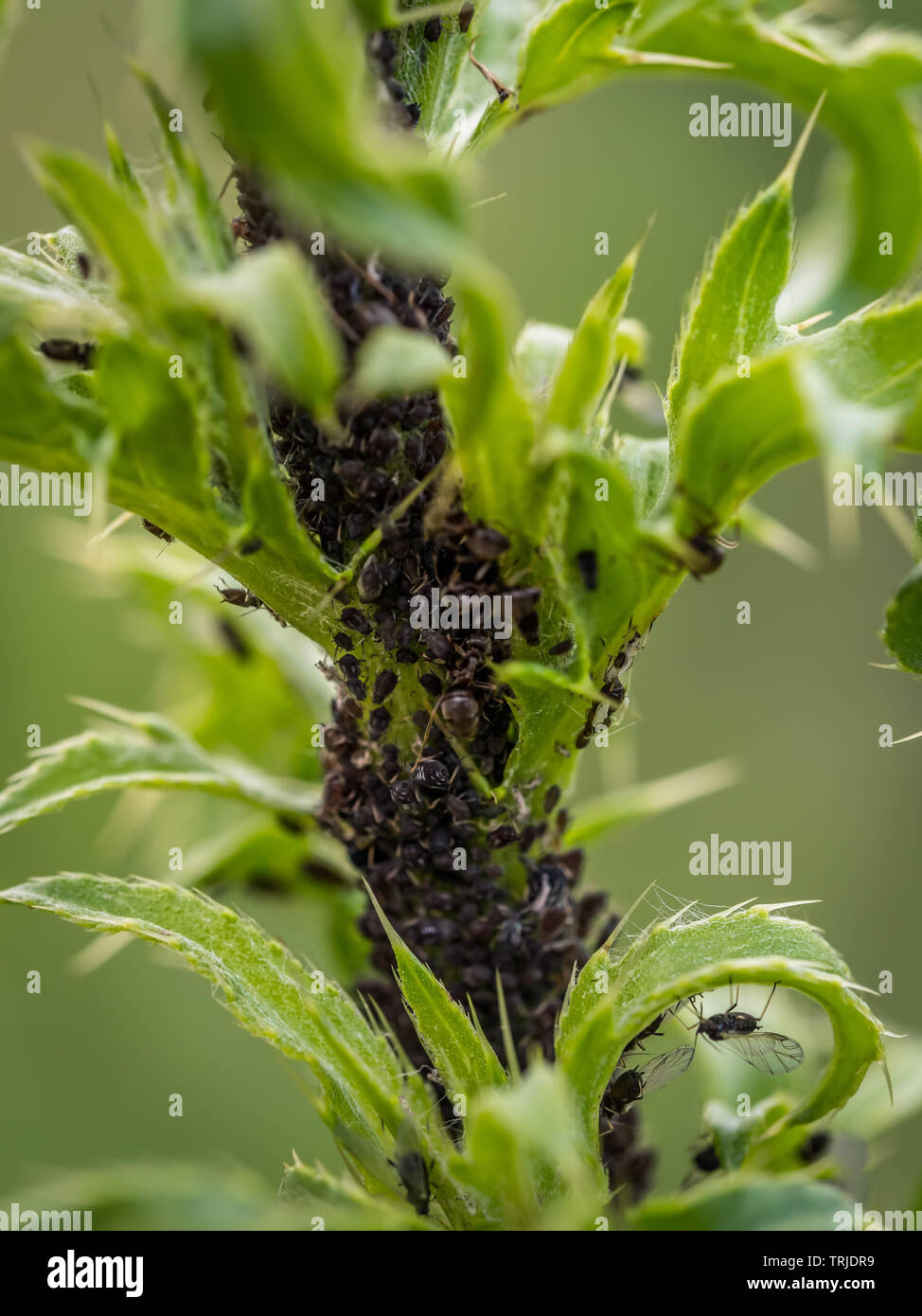 Kolonie von aphidoidea Scavenging auf Garten Pflanzen Stockfoto