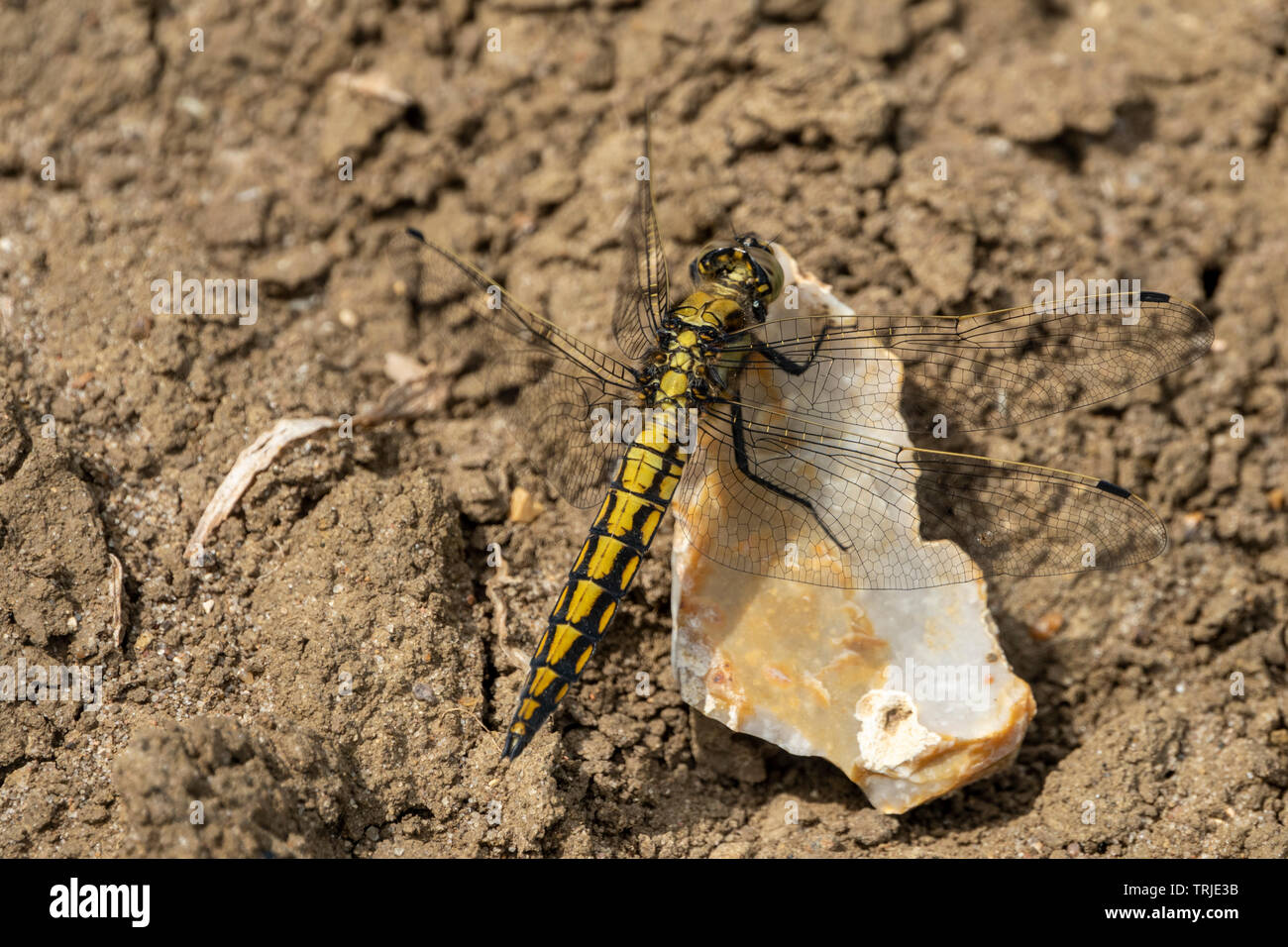 Nahaufnahme eines schwarzen und gelben Drachen fliegen mit Flügeln Stockfoto